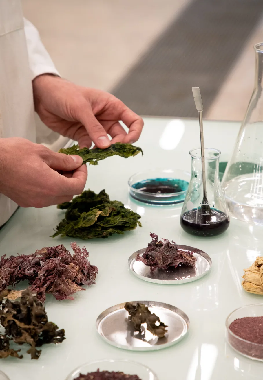 Seaweed experimentation at the studio